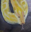 Python.jpg